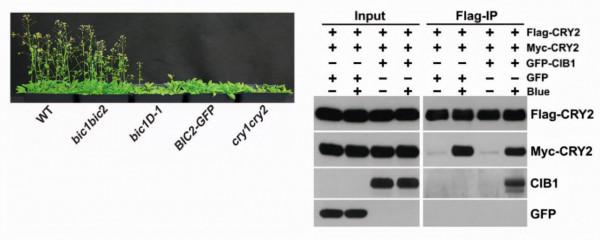 國際關注!東北“超牛”教師:研究步入世界前沿,成果登頂《自然》《科學》! 國際關注!東北“超牛”教師:研究步入世界前沿,成果登頂《自然》《科學》!