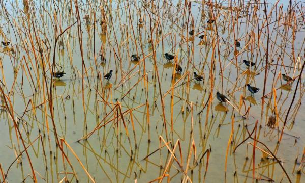 江西泰和：冬日溼地候鳥覓食