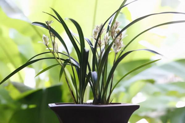 栽培植物也要看它的氣質,看看哪種花卉更適合你的家,一起來看 栽培植物也要看它的氣質,看看哪種花卉更適合你的家,一起來看