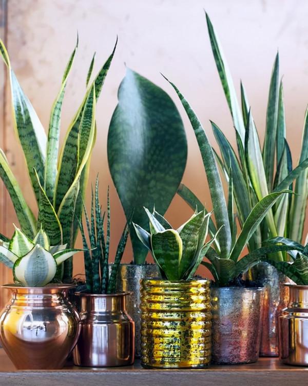 利於健康的吉祥花,建議從這12種裡面選擇,好養大氣有旺宅的寓意 利於健康的吉祥花,建議從這12種裡面選擇,好養大氣有旺宅的寓意