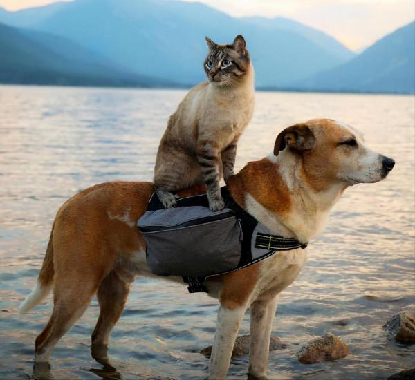 為什麼馬路上被軋死的狗比貓少?真相有5個 為什麼馬路上被軋死的狗比貓少?真相有5個