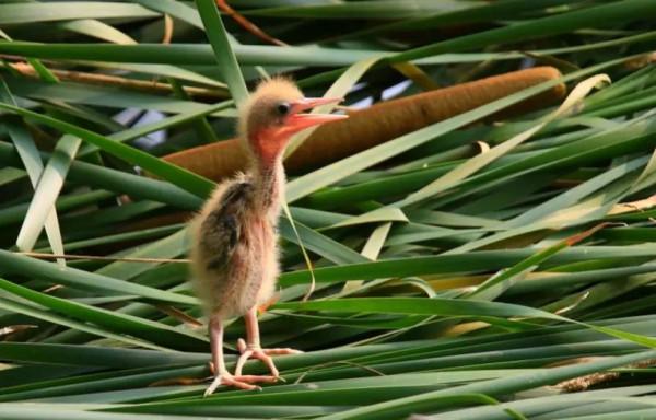 “尖叫雞”原型——黃葦鳽:任爾風吹雨打,我自巋然不動 “尖叫雞”原型——黃葦鳽:任爾風吹雨打,我自巋然不動