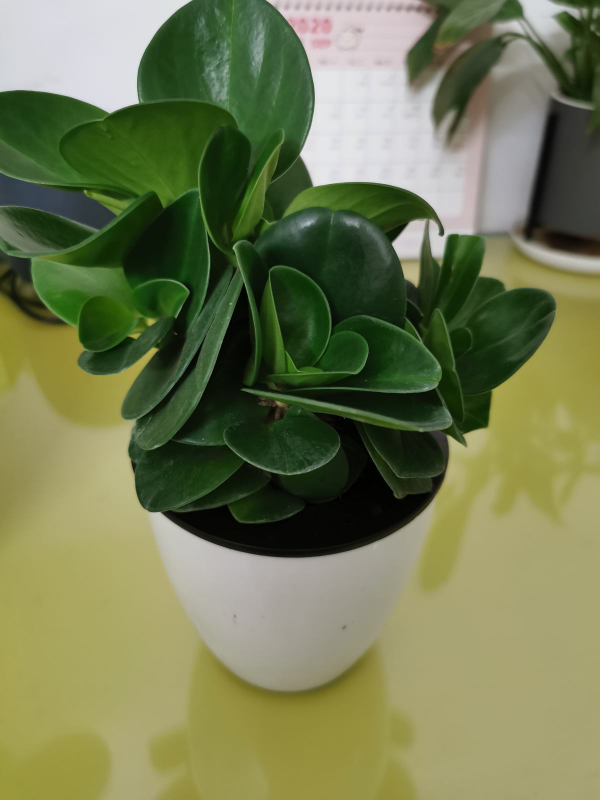 眼乾眼澀成現代通病，5種綠植，緩解眼疲勞特有效