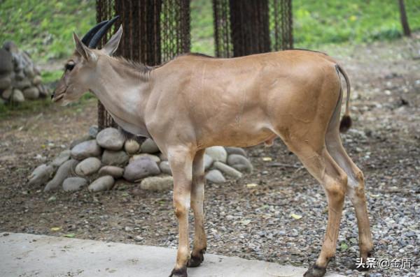 野生動物園的動物惹人喜愛,遊人對每一種動物都充滿興趣 野生動物園的動物惹人喜愛,遊人對每一種動物都充滿興趣