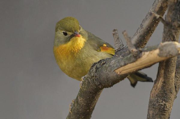 紅嘴相思鳥高畫質大圖 紅嘴相思鳥高畫質大圖