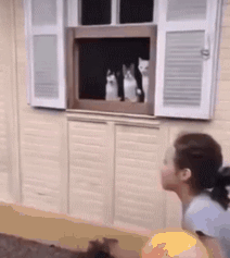 貓抓了只老鼠,結果往浴室一放,就倒頭睡覺,把主人看懵了 貓抓了只老鼠,結果往浴室一放,就倒頭睡覺,把主人看懵了