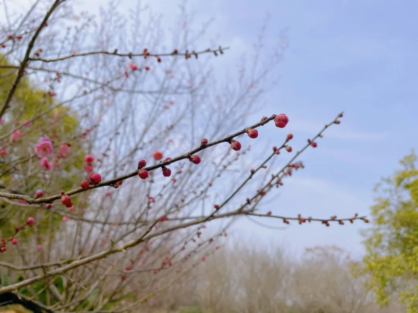 雷鋒故里 溫暖望城｜望城這裡的梅花搶先開啦！