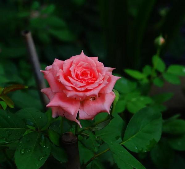 廣東的花友們,在經過幾天大雨之後,要做的第一件最重要是什麼? 廣東的花友們,在經過幾天大雨之後,要做的第一件最重要是什麼?