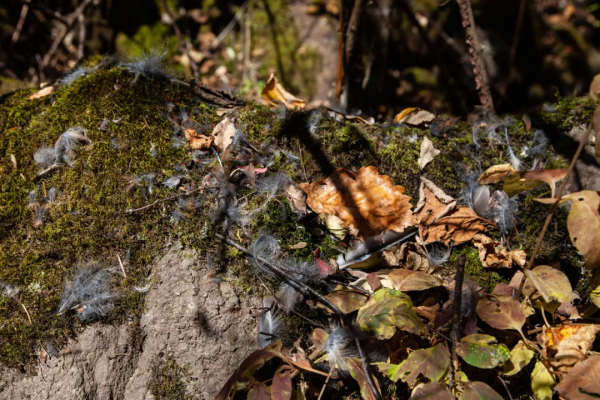 長白山旁望天鵝 - 那個殘破的火山口