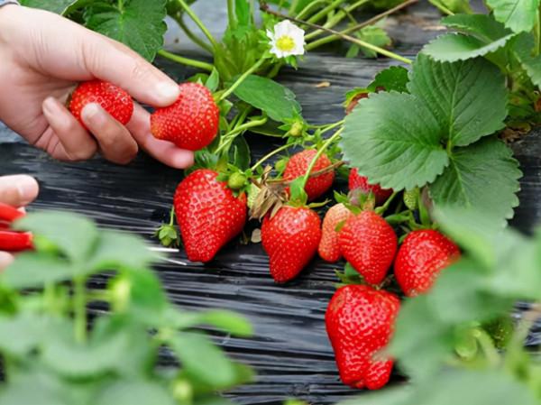 冬季去密雲採摘！香甜的草莓、開花的蔬菜，讓孩子驚喜連連！
