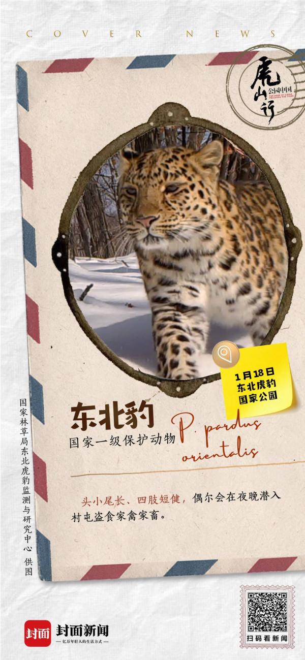 北方寒帶地區的&OpenCurlyDoubleQuote;大貓&rdquo;森林中的夜行俠 &vert; 來自東北虎豹國家公園的明信片