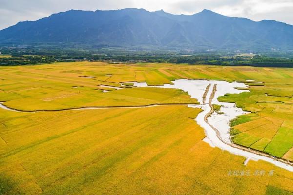 廣東有片廣闊溼地，夏天水波盪漾，秋天稻穀金黃，如今油菜花盛開