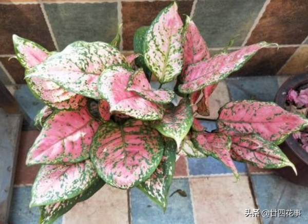 10種綠植“小而美”，適合室內，耐陰好養，顏值高有格調