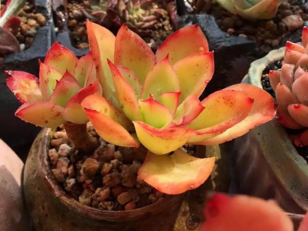 這3種多肉養在室內陽臺上，也可以越變越漂亮，養護難度都不大