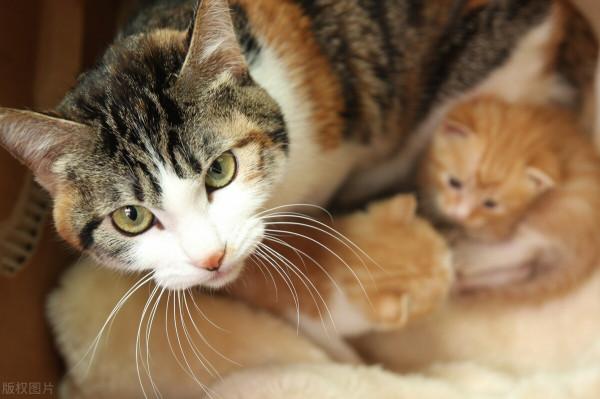 《平行貓間一一我養過的那些貓咪的故事》(一)