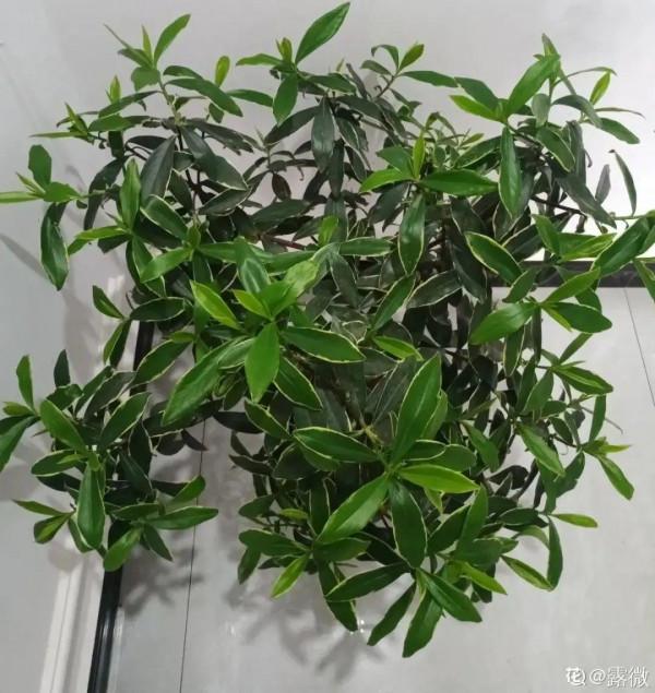 屋裡養盆“香水花”,活脫脫的“活香水”,滿屋香味還特別耐寒 屋裡養盆“香水花”,活脫脫的“活香水”,滿屋香味還特別耐寒