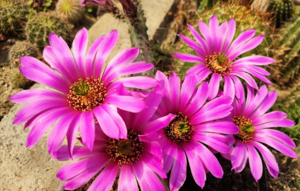 4種&OpenCurlyDoubleQuote;漂亮花&rdquo;，一個冬天不澆水死不了，開春反而長得更旺