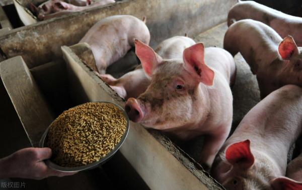 豬價終於漲了!別急!靈魂3問:為啥漲?漲多久?漲多少? 豬價終於漲了!別急!靈魂3問:為啥漲?漲多久?漲多少?