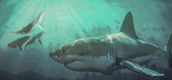 盤點一下史前十大著名軟骨魚 盤點一下史前十大著名軟骨魚