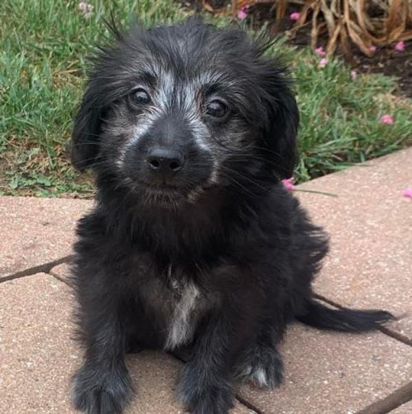 15種以上的動物擁有獨一無二的外觀,讓您的褲子魅力不減 15種以上的動物擁有獨一無二的外觀,讓您的褲子魅力不減