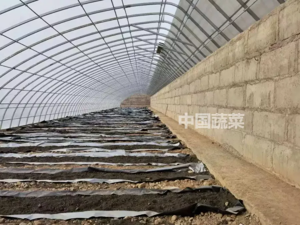 甘肅日光溫室探秘！哪種牆體和骨架最“流行”？哪種造價最划算？
