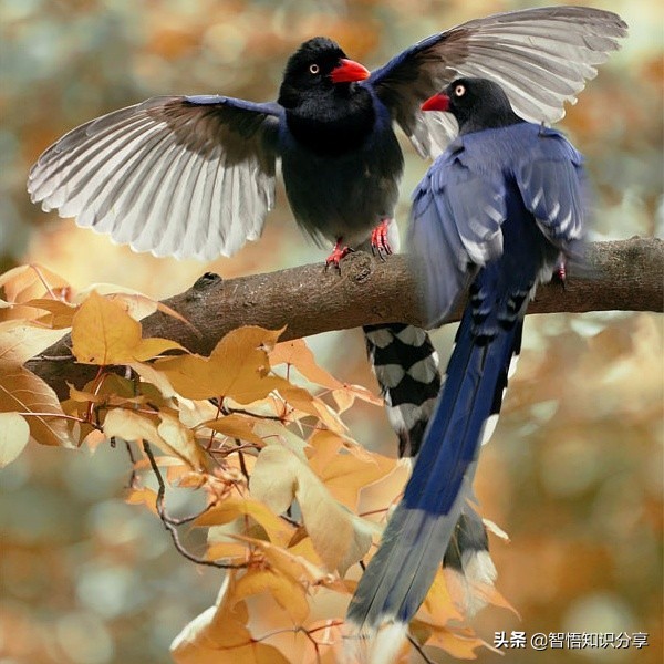 漂亮小鳥在等你欣賞，愛不釋手，萌得可愛