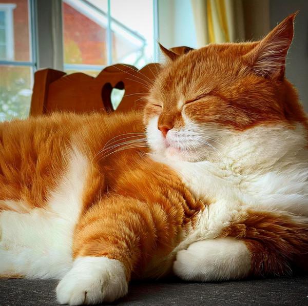 俄羅斯的胖橘，從流浪到人生贏家~逆襲喵生開始