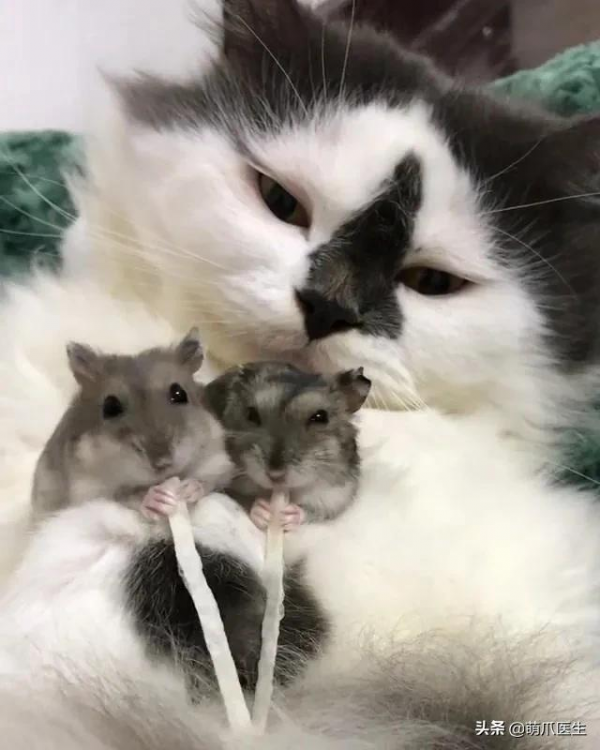 原來貓咪在動物界這麼不受歡迎,大家都不喜歡它 原來貓咪在動物界這麼不受歡迎,大家都不喜歡它