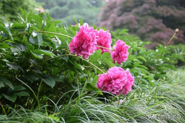 漂亮的芍藥花欣賞