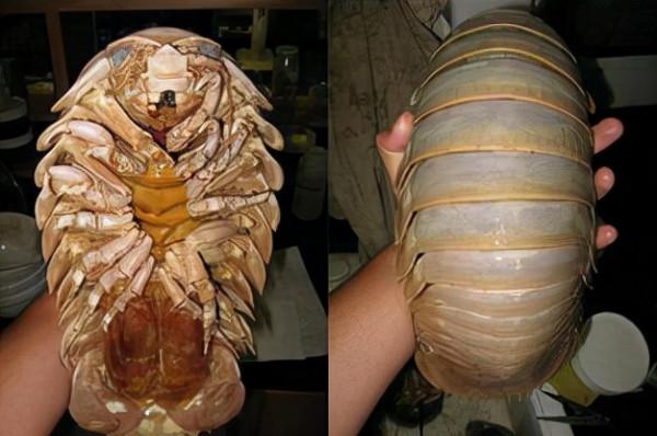 20個關於動物的圖片，居然有長得像綿羊的豬，長見識了