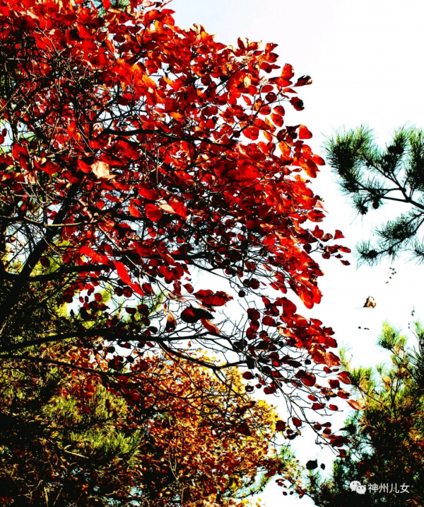 太行紅葉別樣紅