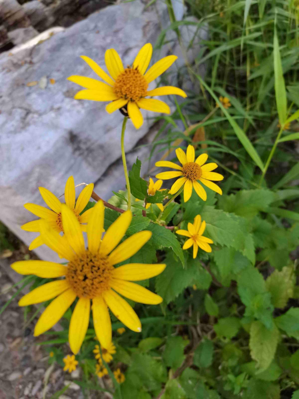 冬天也能養的耐寒草花，陽臺上擺幾盆，輕鬆變成小花園