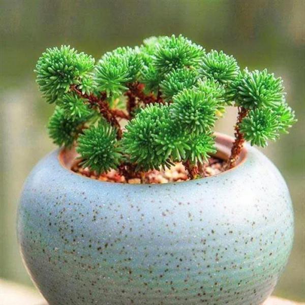 我在毀滅多肉的路上越走越遠