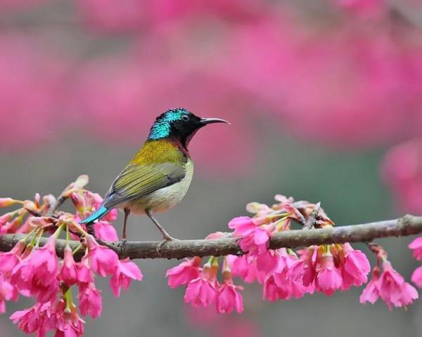 分享圖片,色彩斑斕,美麗無比的太陽鳥 分享圖片,色彩斑斕,美麗無比的太陽鳥