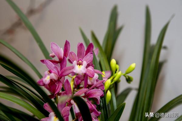 2022新春遊園&mdash;&mdash;植物園賞花