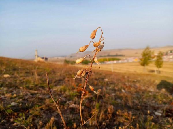 滿目金黃，又想壩上草原了（二）
