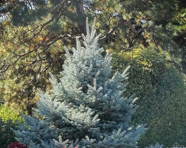 聖誕節快到了，家裡種棵清香的“聖誕樹”吧，小朋友看了很歡喜