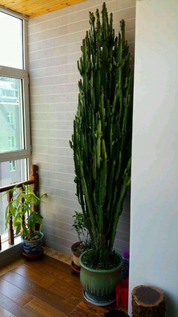 9種富貴花,長成老樁也要用“小盆”養,不然爛根又黃葉,難養好 9種富貴花,長成老樁也要用“小盆”養,不然爛根又黃葉,難養好