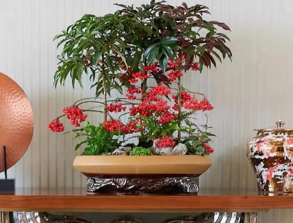 實用分享丨30款年宵花鑑賞，觀花的、賞果的都有…你最喜歡哪個？