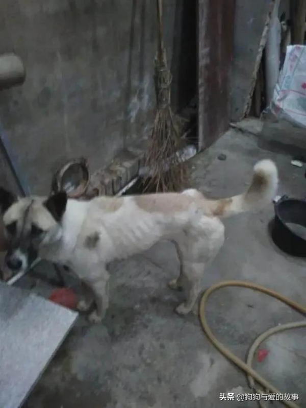 生氣，朋友40元買了條狗準備吃肉，我花500從他手中買下狗狗