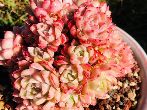 女王玫瑰，價格和顏值都很分裂的一款多肉，號稱月影系的顏值擔當