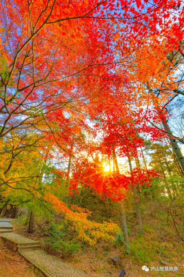 一聲梧葉一聲秋，廬山開啟七彩秋色模式