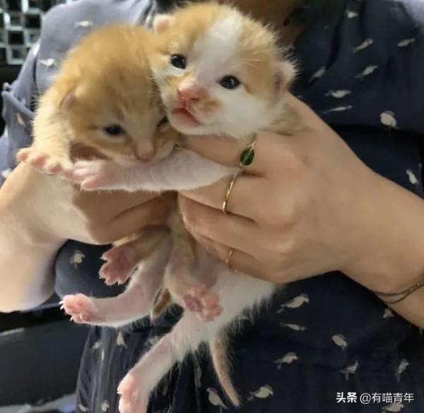 “喜當爹!好傢伙生了8只小奶貓!” “喜當爹!好傢伙生了8只小奶貓!”