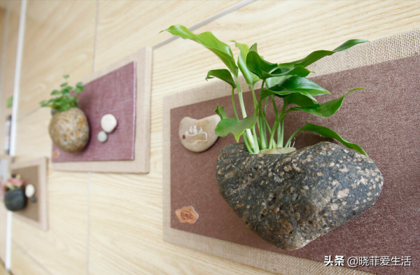 用廚房5種“調味品”養花，不黃葉不生蟲，葉綠花豔，好處多