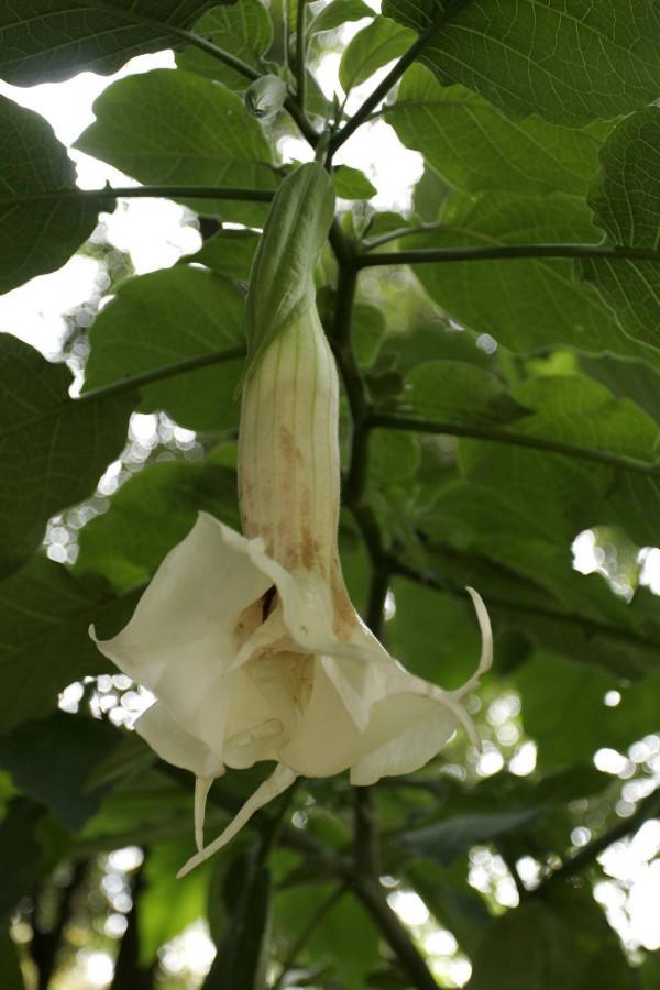 喝了老伴外用的藥酒，曼陀羅中毒