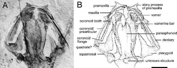 1億多年過去了,它還是個寶寶 1億多年過去了,它還是個寶寶