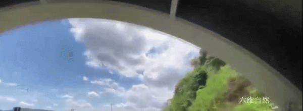 巴西為保護髮展一群金色的猴子,為其建造橋樑,幫助狨猴種群流動 巴西為保護髮展一群金色的猴子,為其建造橋樑,幫助狨猴種群流動