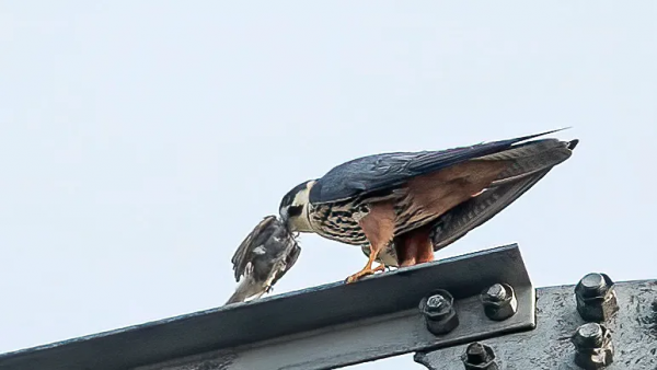 山西鳥類圖鑑 &vert; &ZeroWidthSpace;燕隼（sǔn）