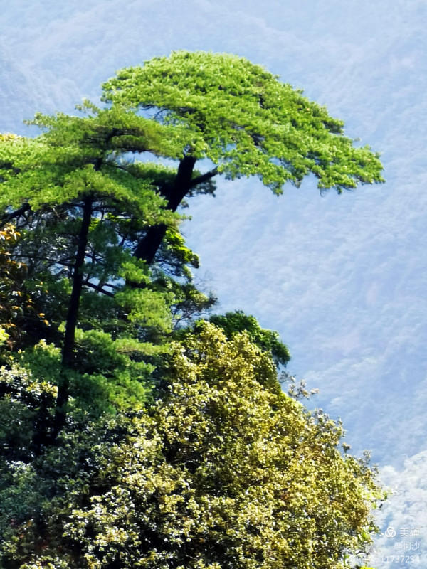 大美莽山(上) 大美莽山(上)