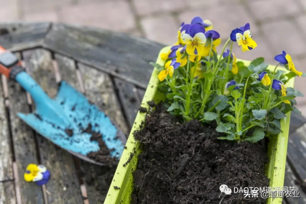 園藝中一言不合就爆花的“人間爆米花”